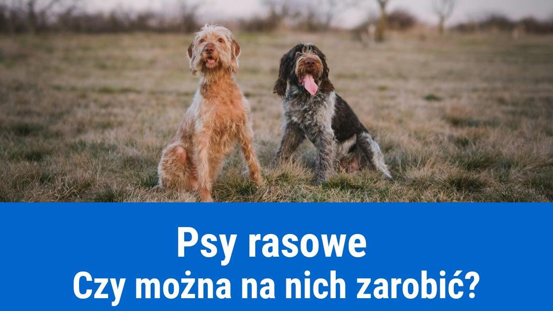 Hodowla psów rasowych, pomysł na biznes